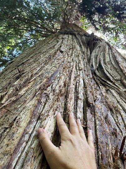 Grandmother Cedar