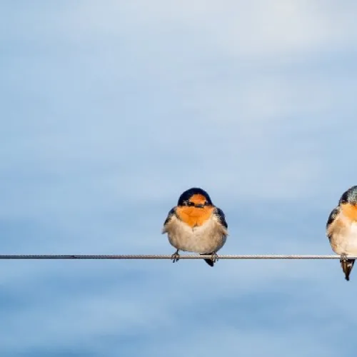 birds on line