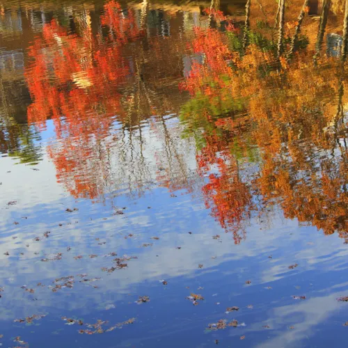 fall reflection