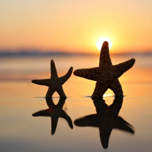 starfish crop